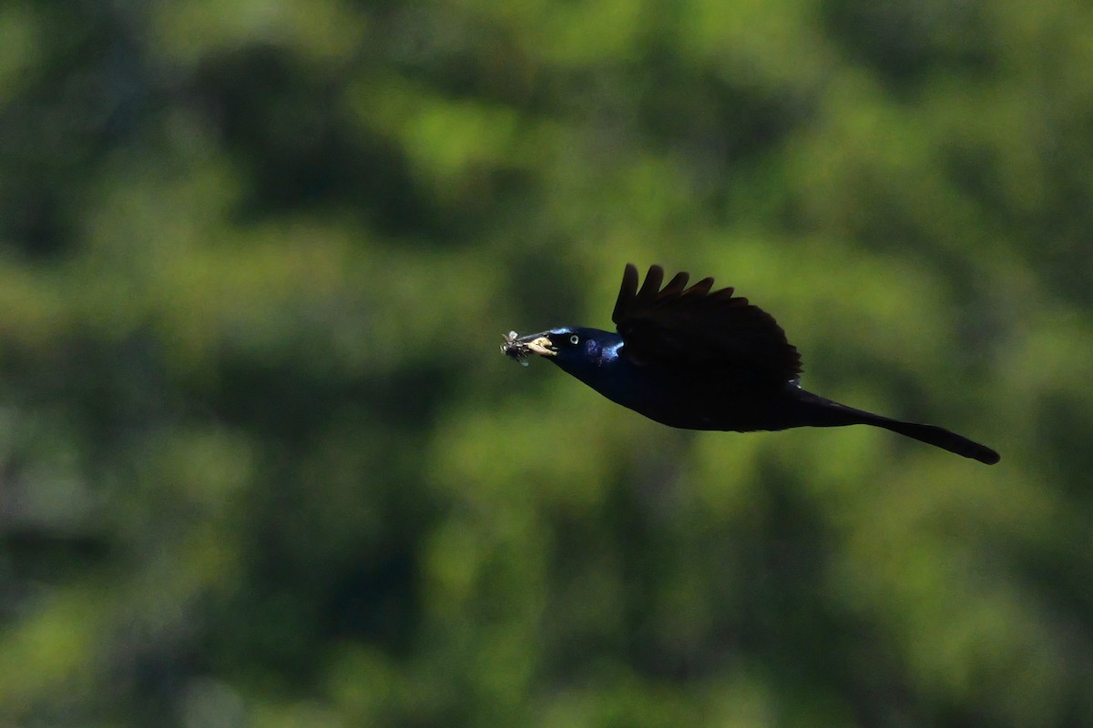 Common Grackle - Russ Smiley
