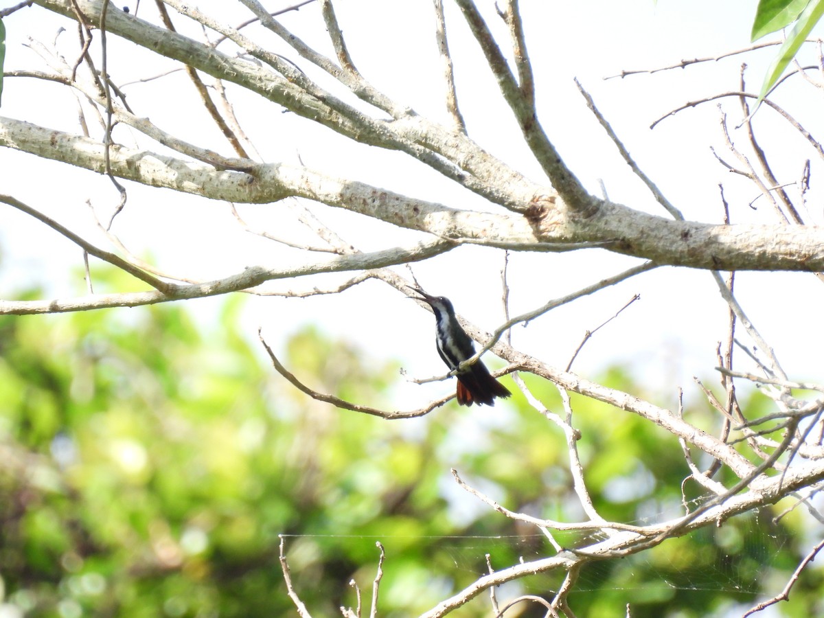 Black-throated Mango - Madre Monte