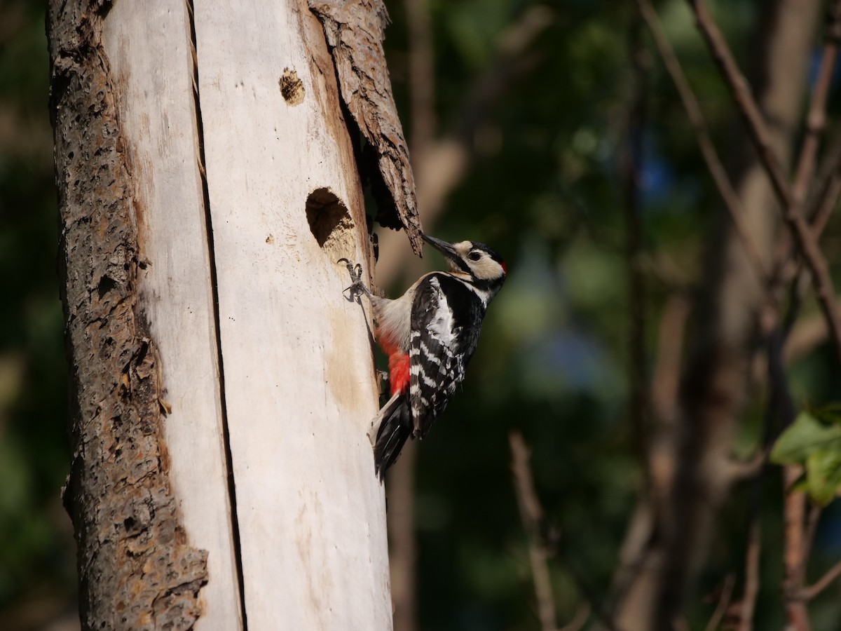 Great Spotted Woodpecker - guangfeng Shao