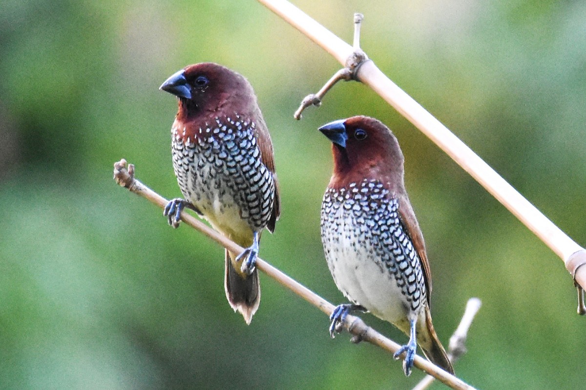 Scaly-breasted Munia - ML619553042