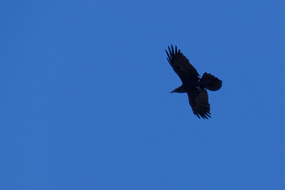 Common Raven - Fred Yost