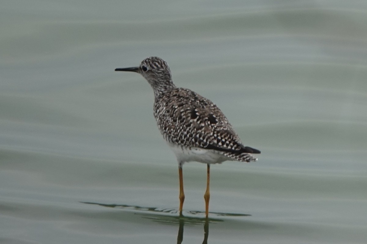 Lesser Yellowlegs - BettySue Dunn