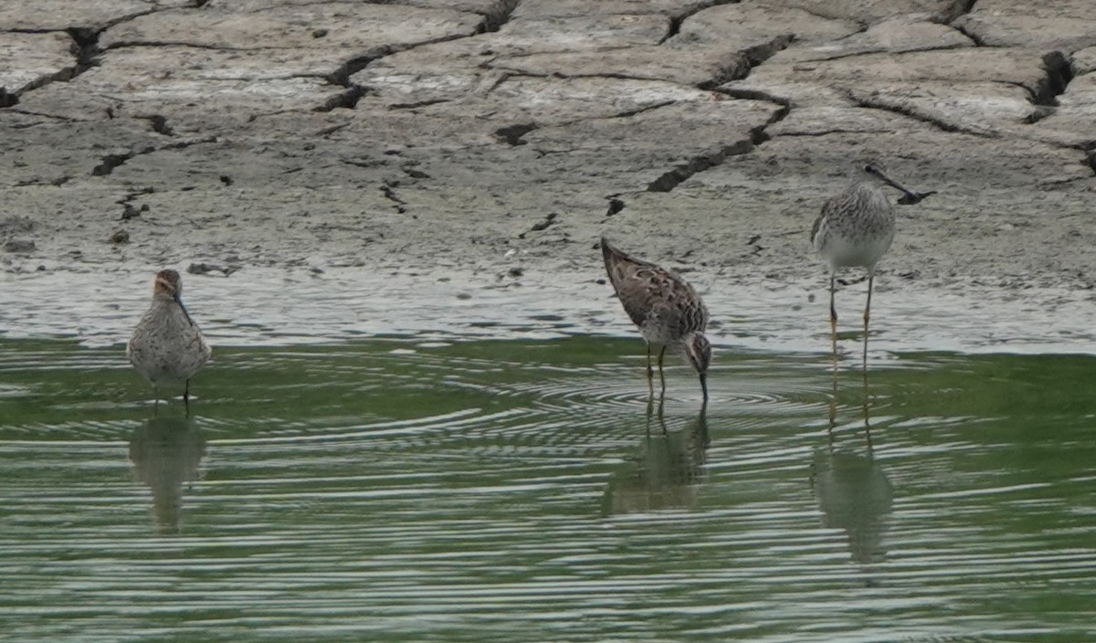 Stilt Sandpiper - BettySue Dunn