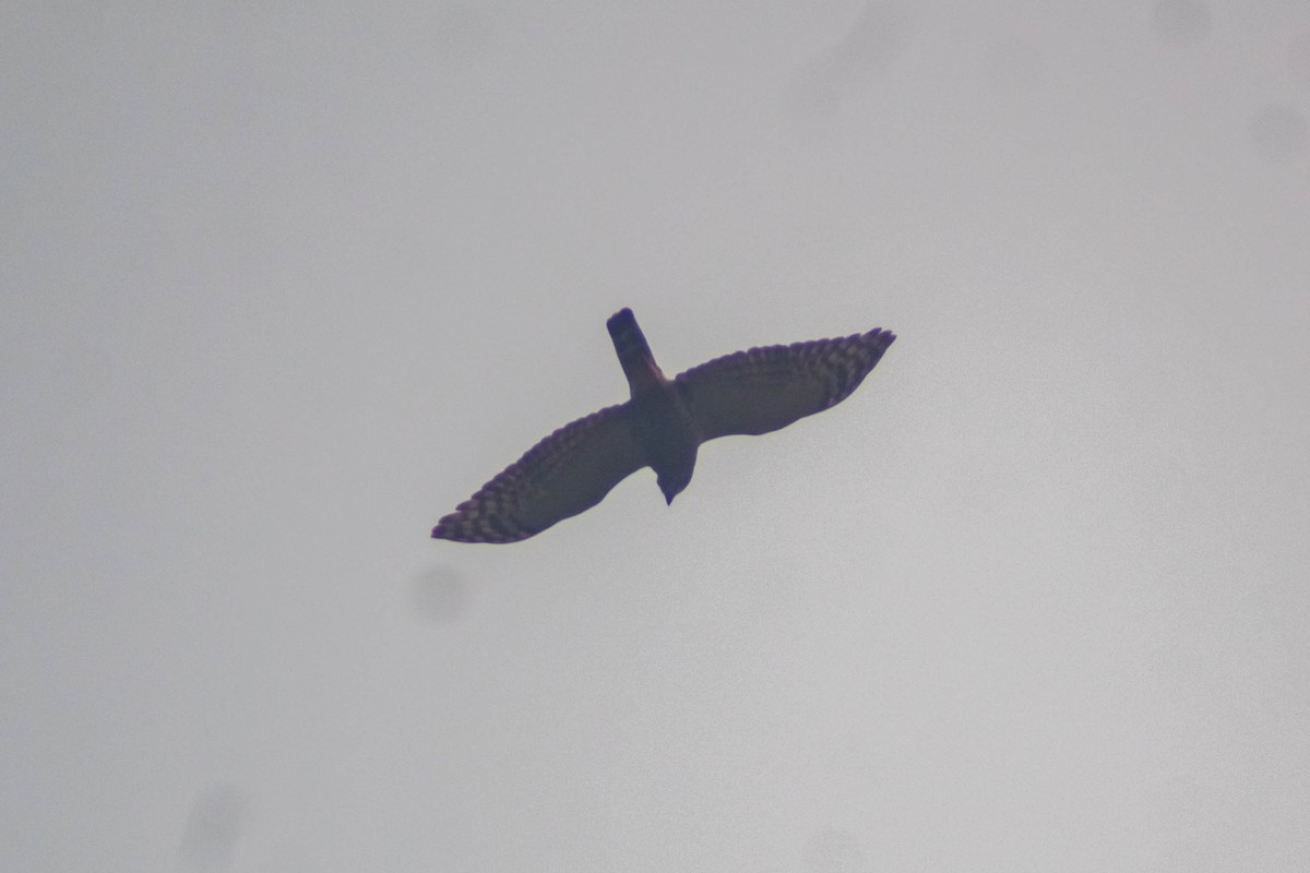 Double-toothed Kite - Manuel de Jesus Hernandez Ancheita