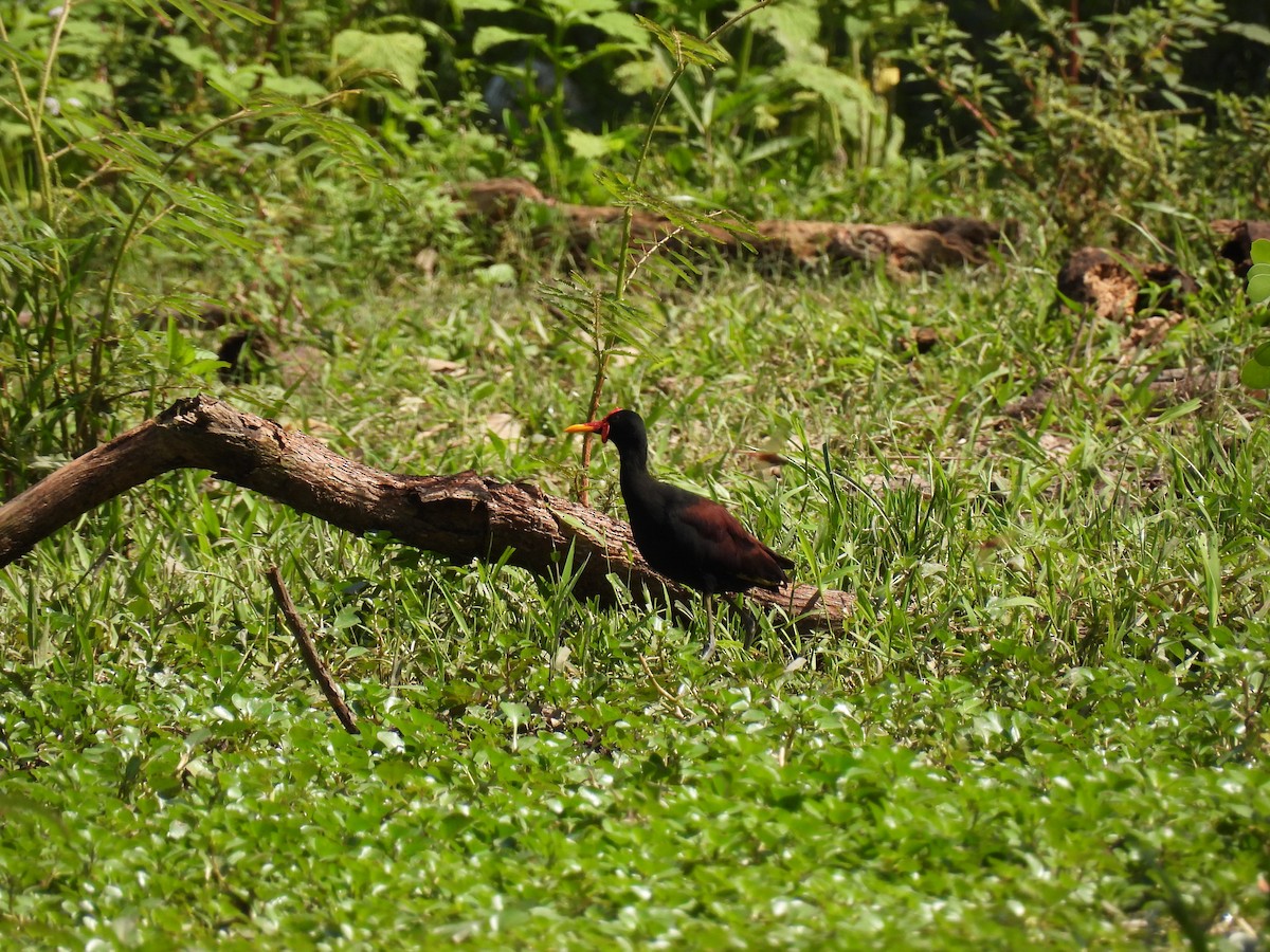 Wattled Jacana - Madre Monte