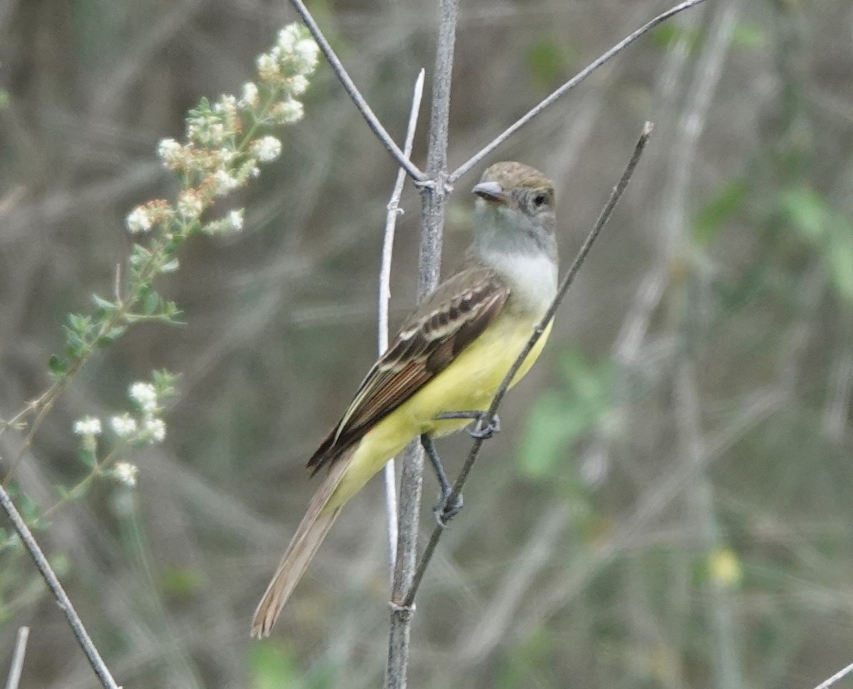 Brown-crested Flycatcher - BettySue Dunn