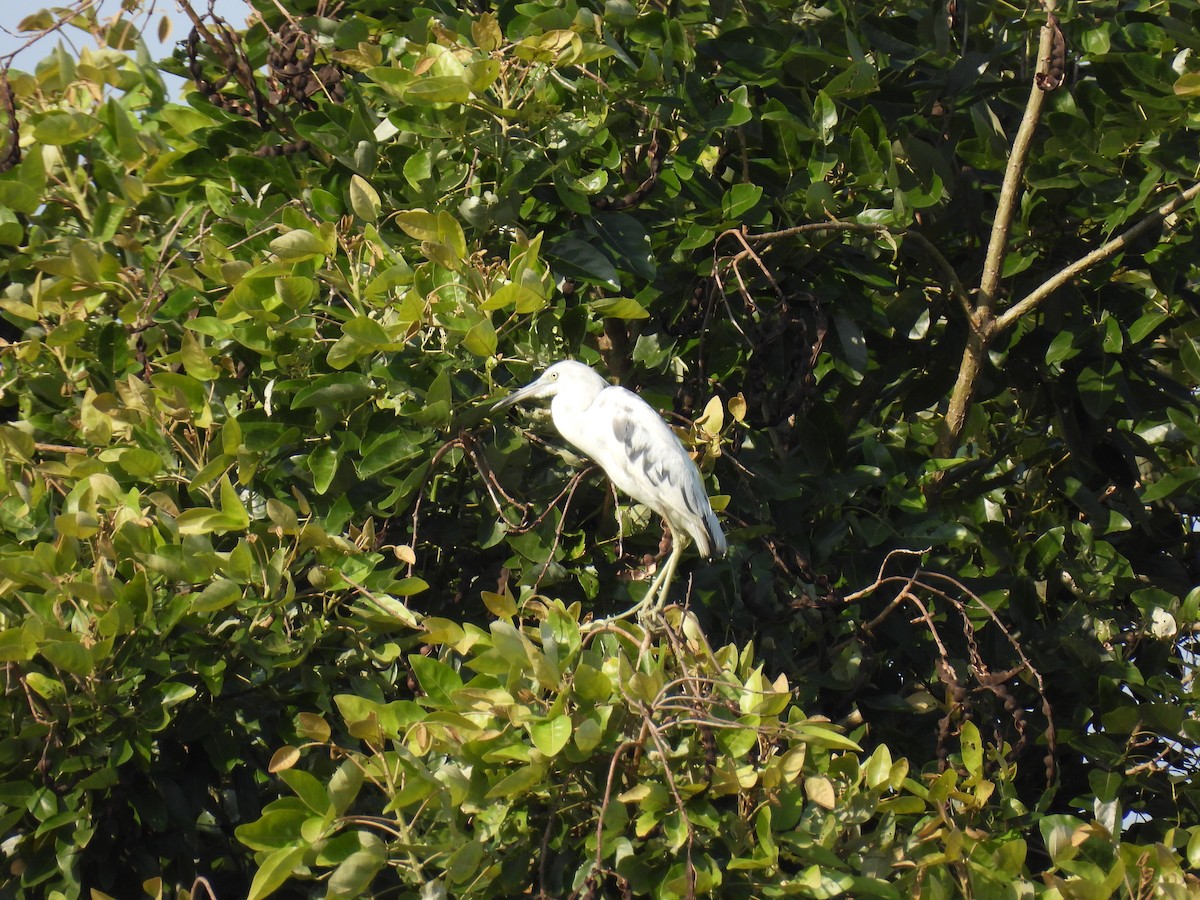 Little Blue Heron - Madre Monte