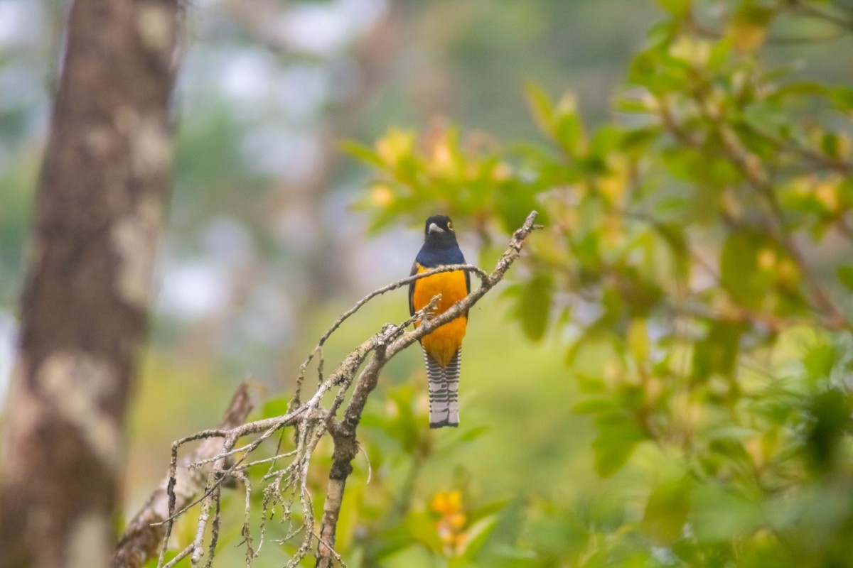 Gartered Trogon - Manuel de Jesus Hernandez Ancheita