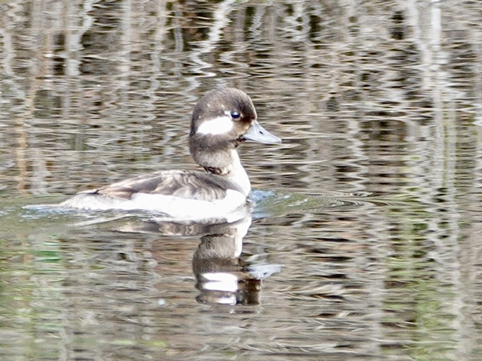 Bufflehead - Brian Daniels