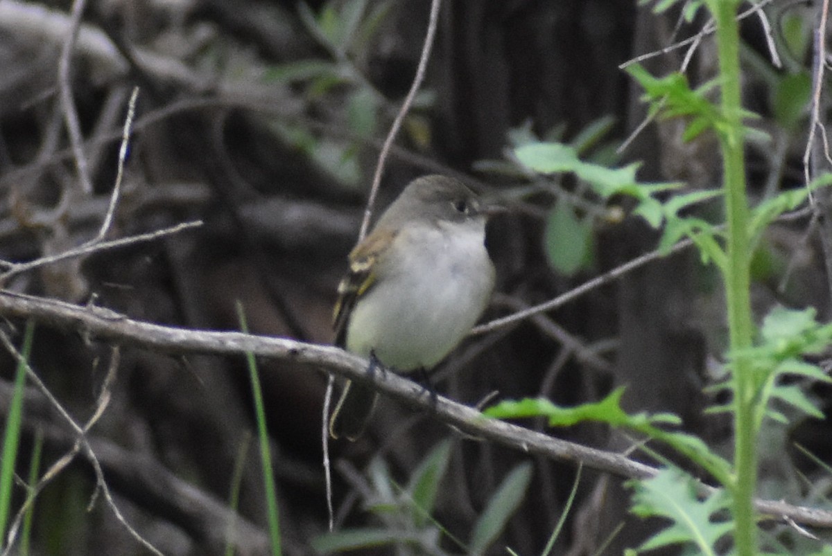 Bell's Vireo - Alexander Donley