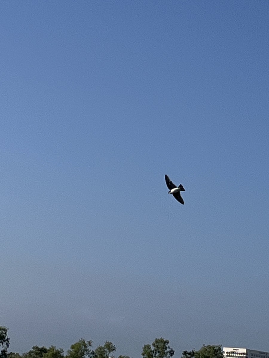 Tree Swallow - Nick Krolikowski