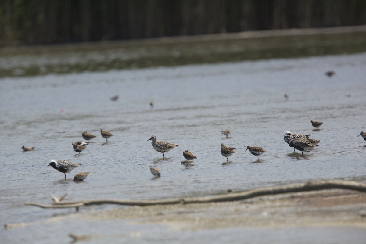 Dunlin - Paul Miller