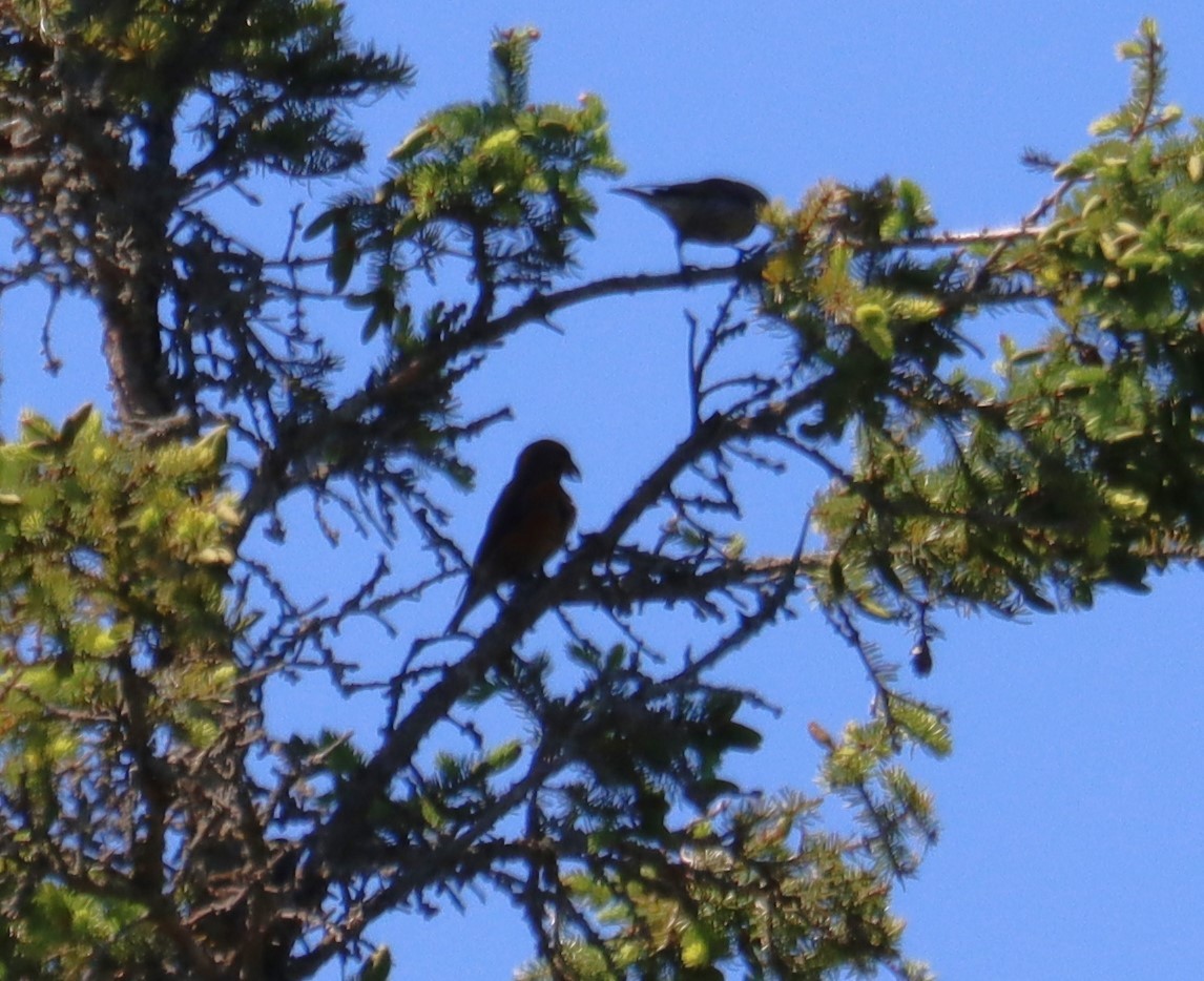 Red Crossbill - Juli deGrummond