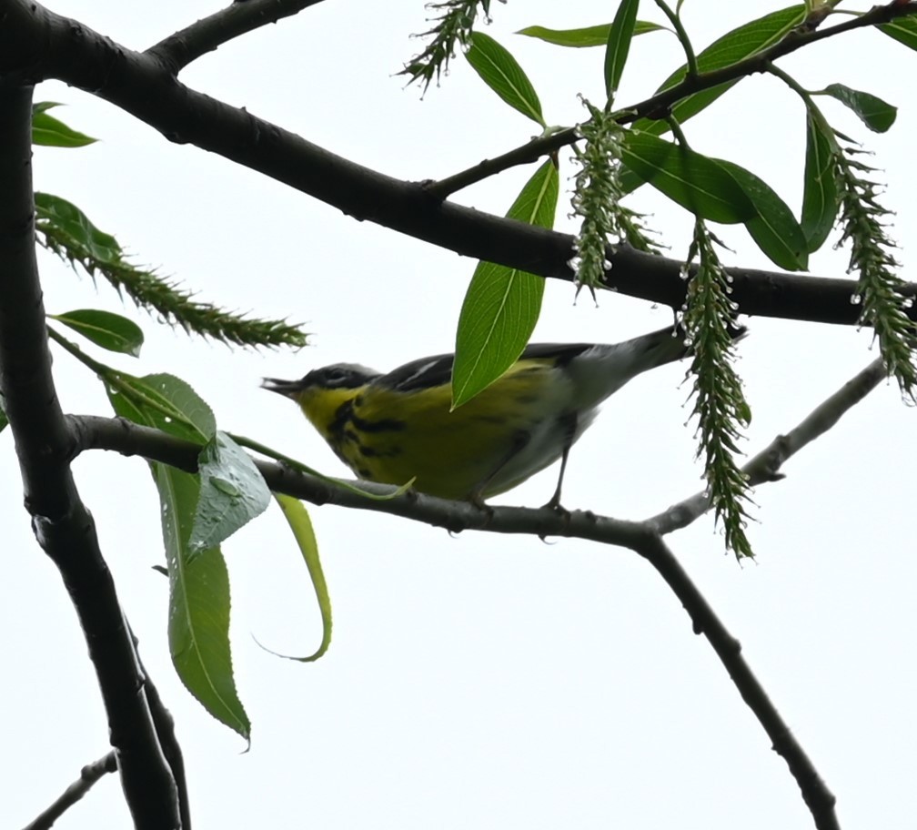 Magnolia Warbler - Nicolle and H-Boon Lee