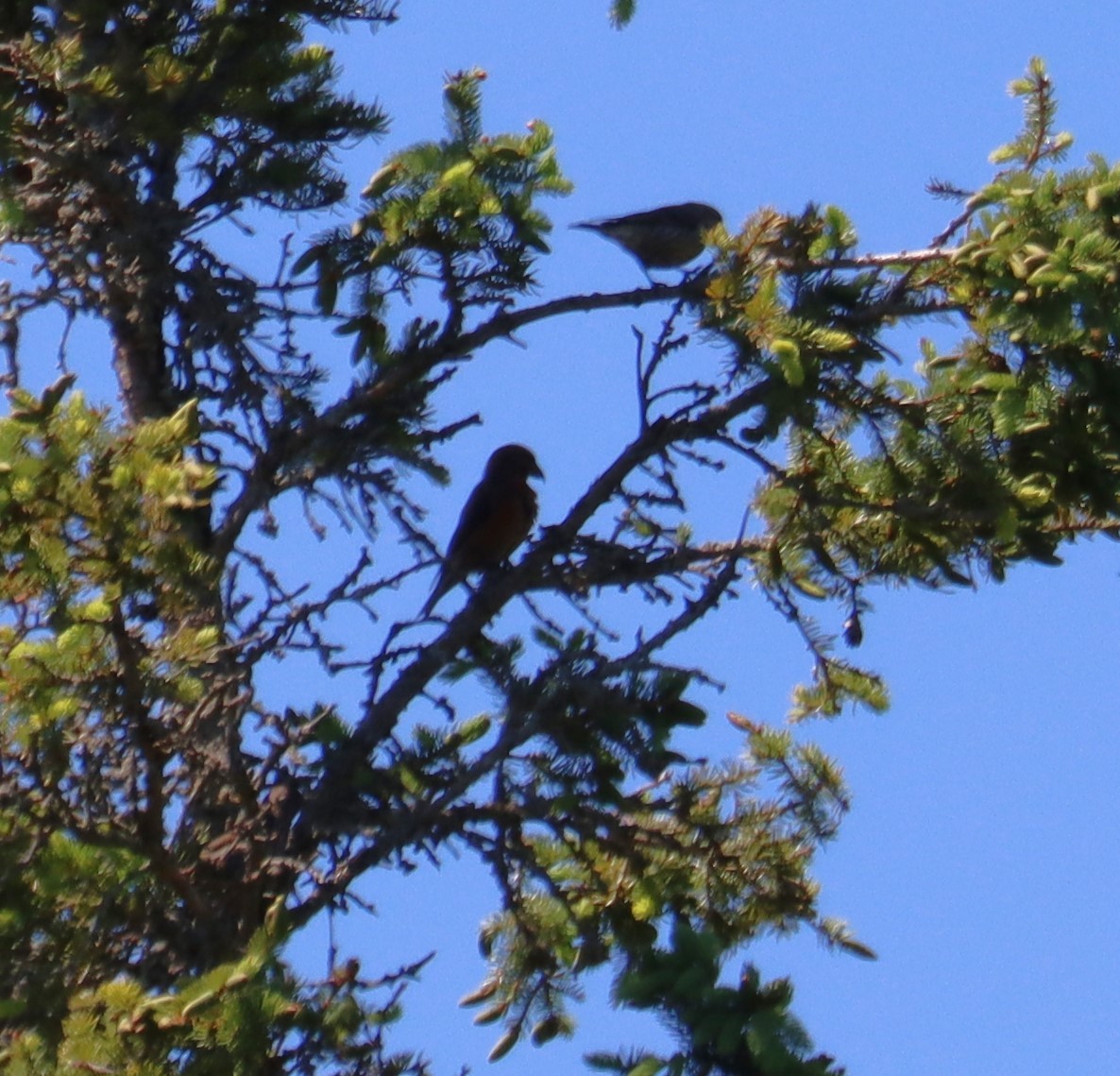 Red Crossbill - Juli deGrummond