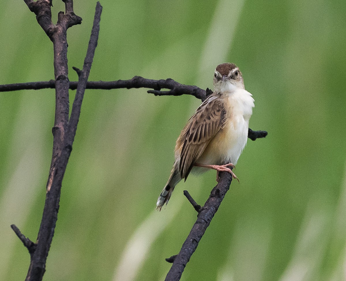 Zitting Cisticola - John le Rond