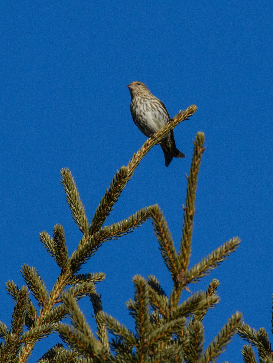 Pine Siskin - Fred Yost