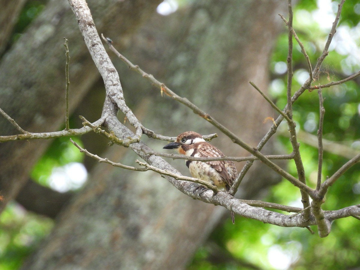 Russet-throated Puffbird - Madre Monte