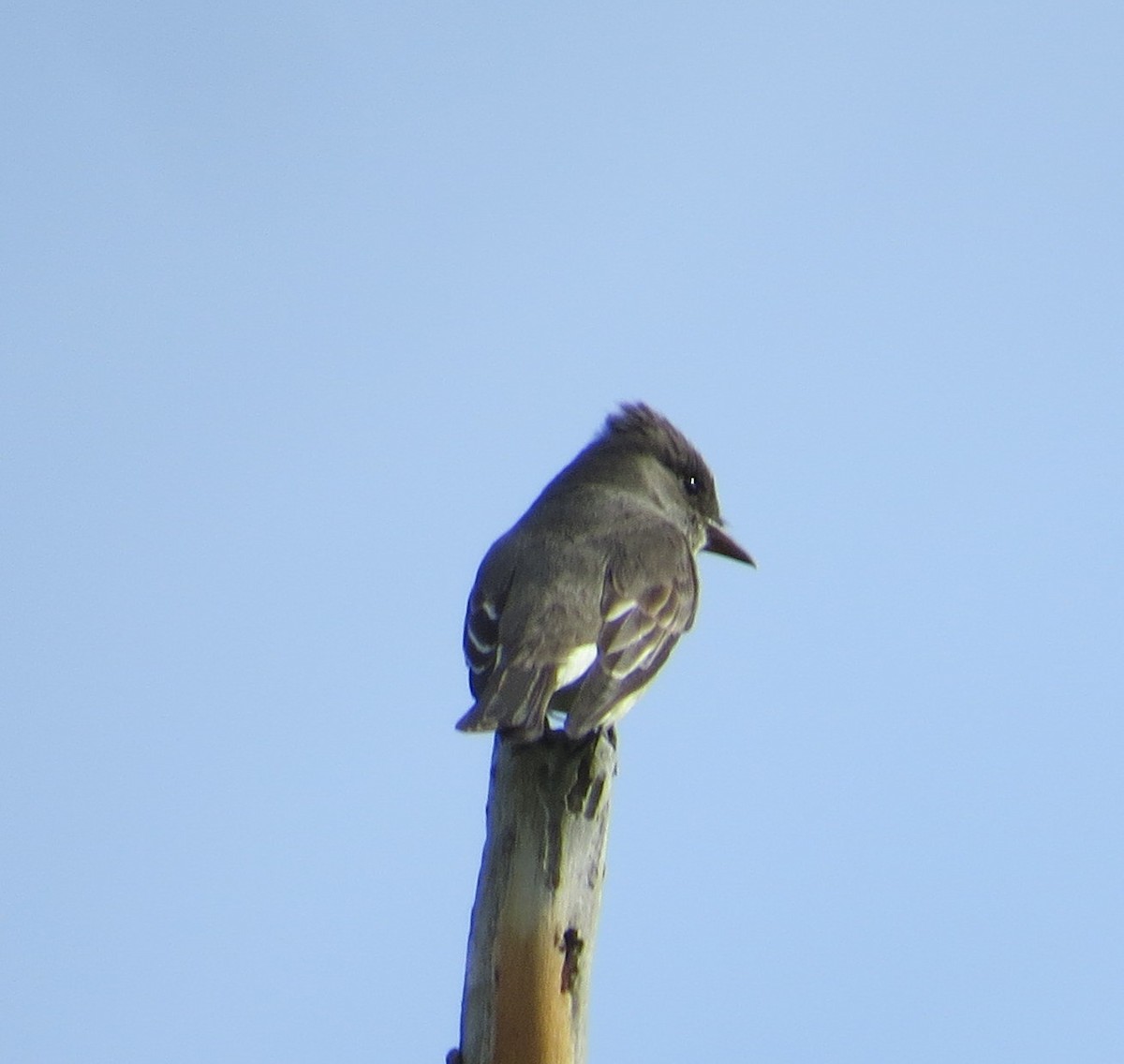 Olive-sided Flycatcher - Larry Goodhew