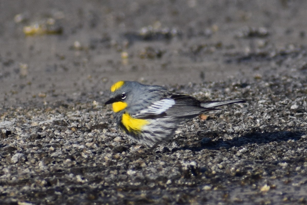 Yellow-rumped Warbler (Audubon's) - Alexander Donley
