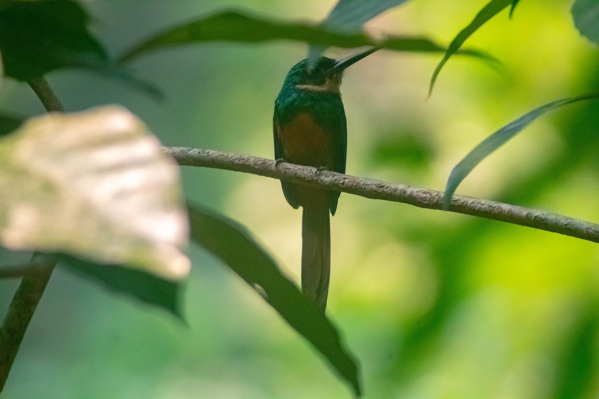 Rufous-tailed Jacamar - Manuel de Jesus Hernandez Ancheita