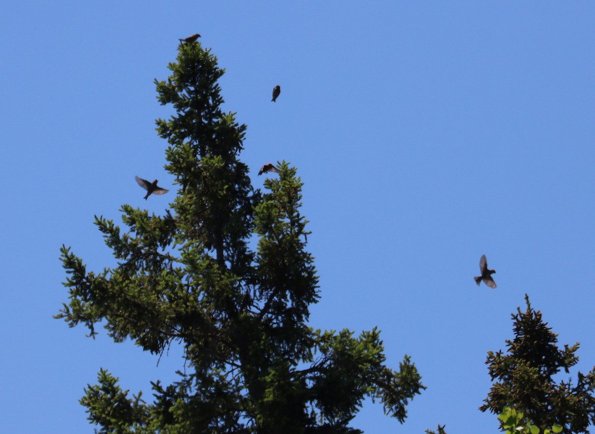 Red Crossbill - Juli deGrummond