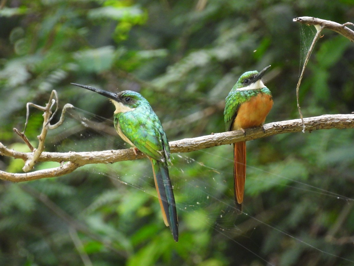 Rufous-tailed Jacamar - Madre Monte