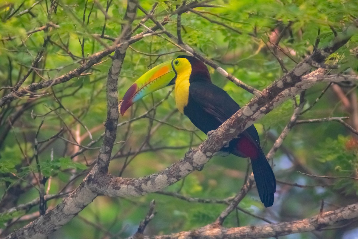 Keel-billed Toucan - ML619553112