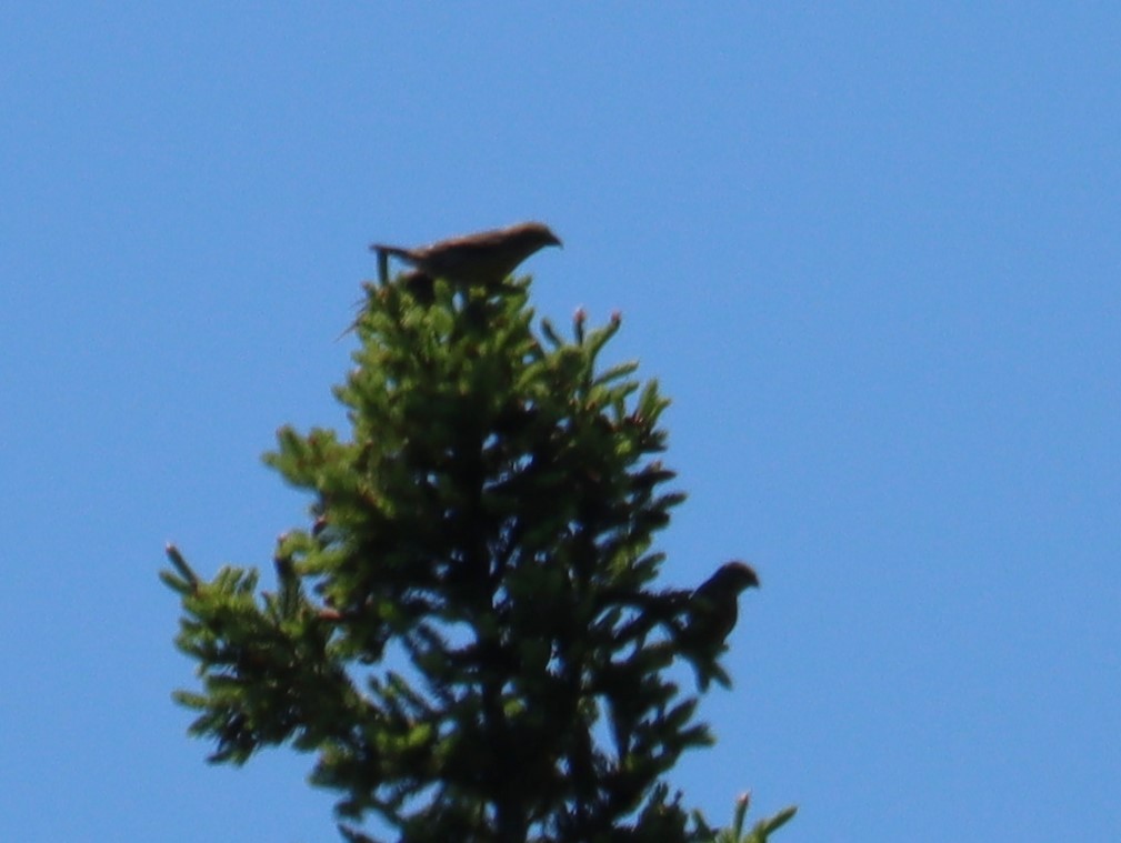 Red Crossbill - Juli deGrummond