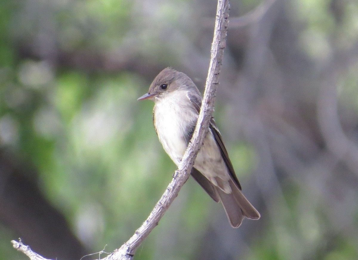 Western Wood-Pewee - Larry Goodhew