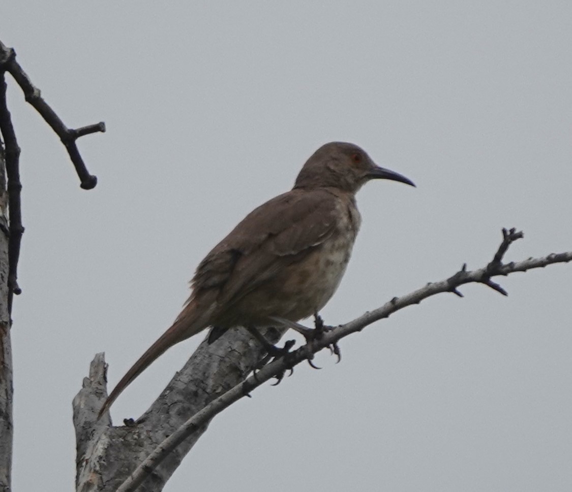 Curve-billed Thrasher - BettySue Dunn