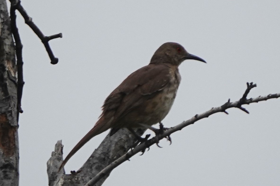 Curve-billed Thrasher - BettySue Dunn