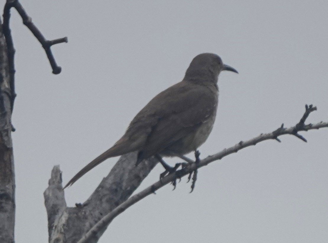 Curve-billed Thrasher - BettySue Dunn