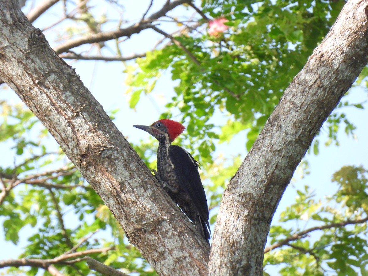 Lineated Woodpecker - Madre Monte