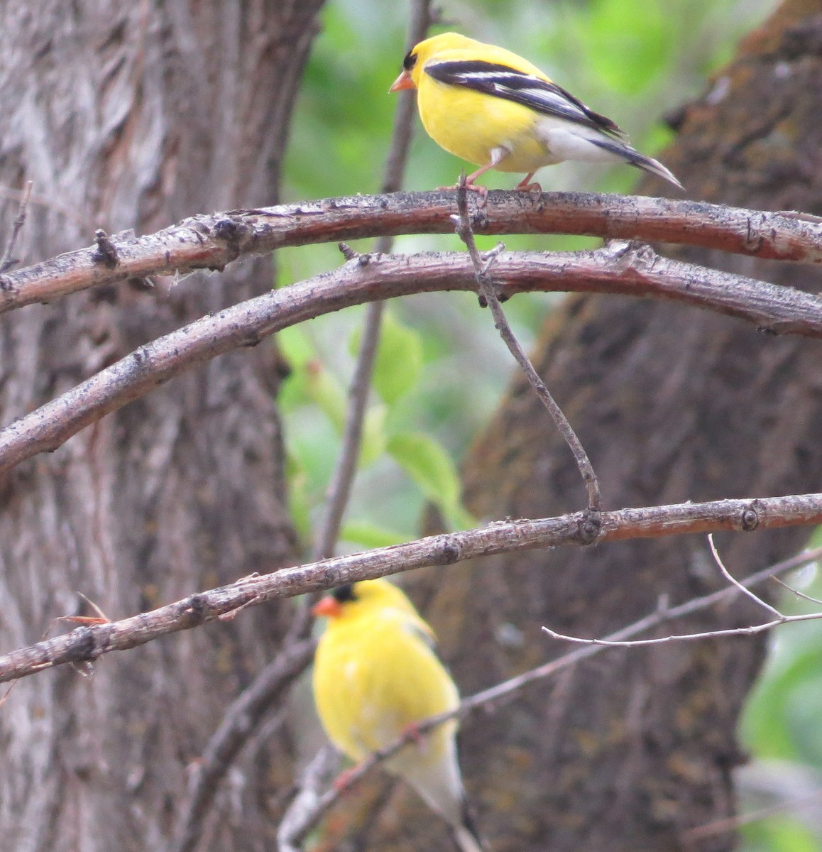 American Goldfinch - Larry Goodhew