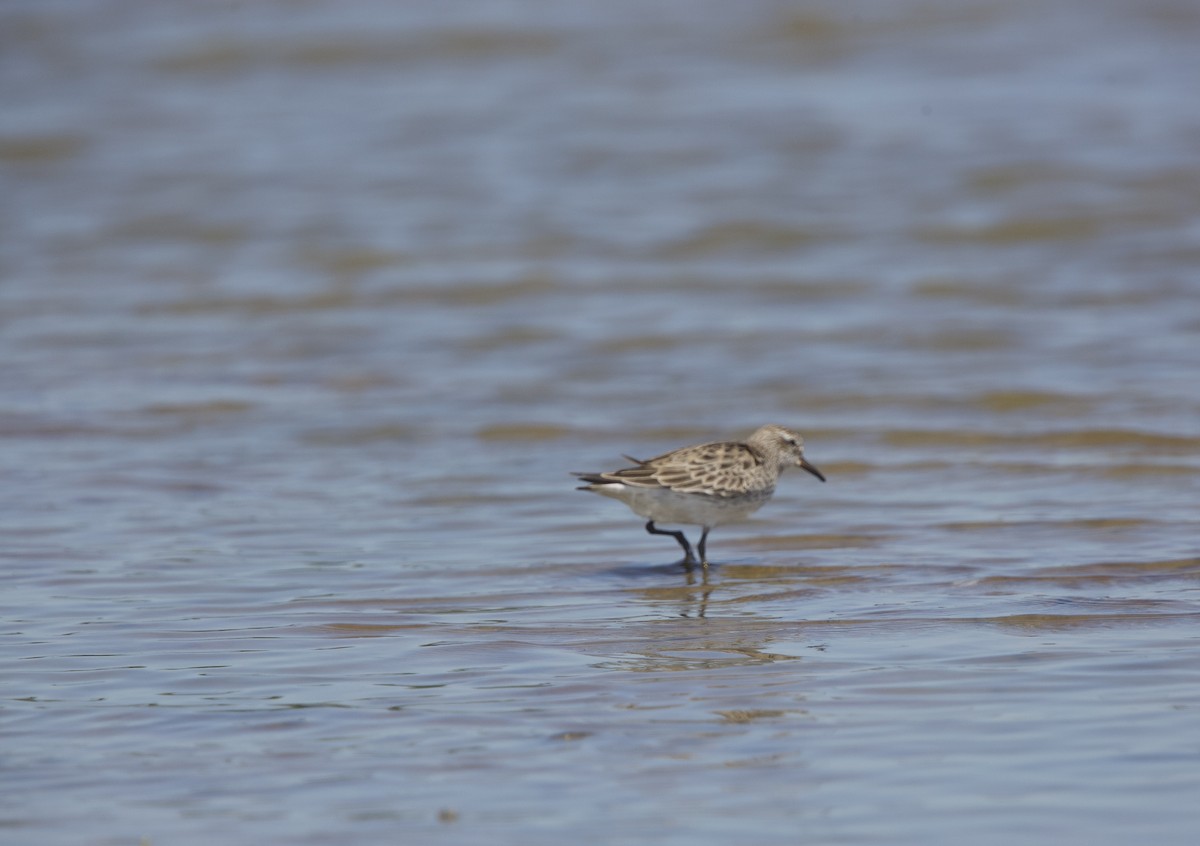 Baird's Sandpiper - Paul Miller