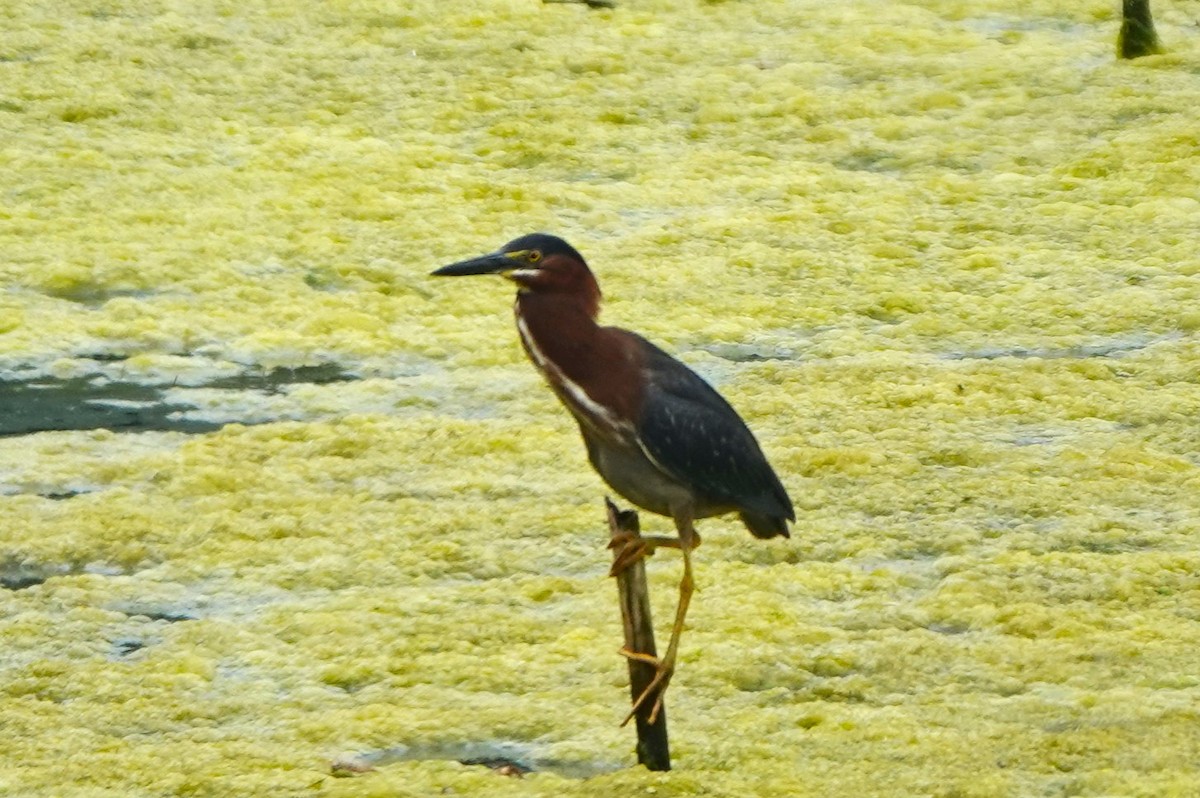 Green Heron - ML619553133