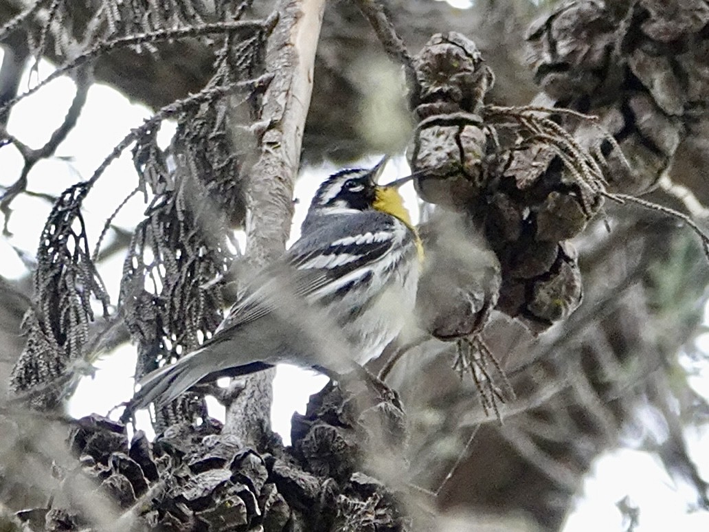 Yellow-throated Warbler - Brian Daniels