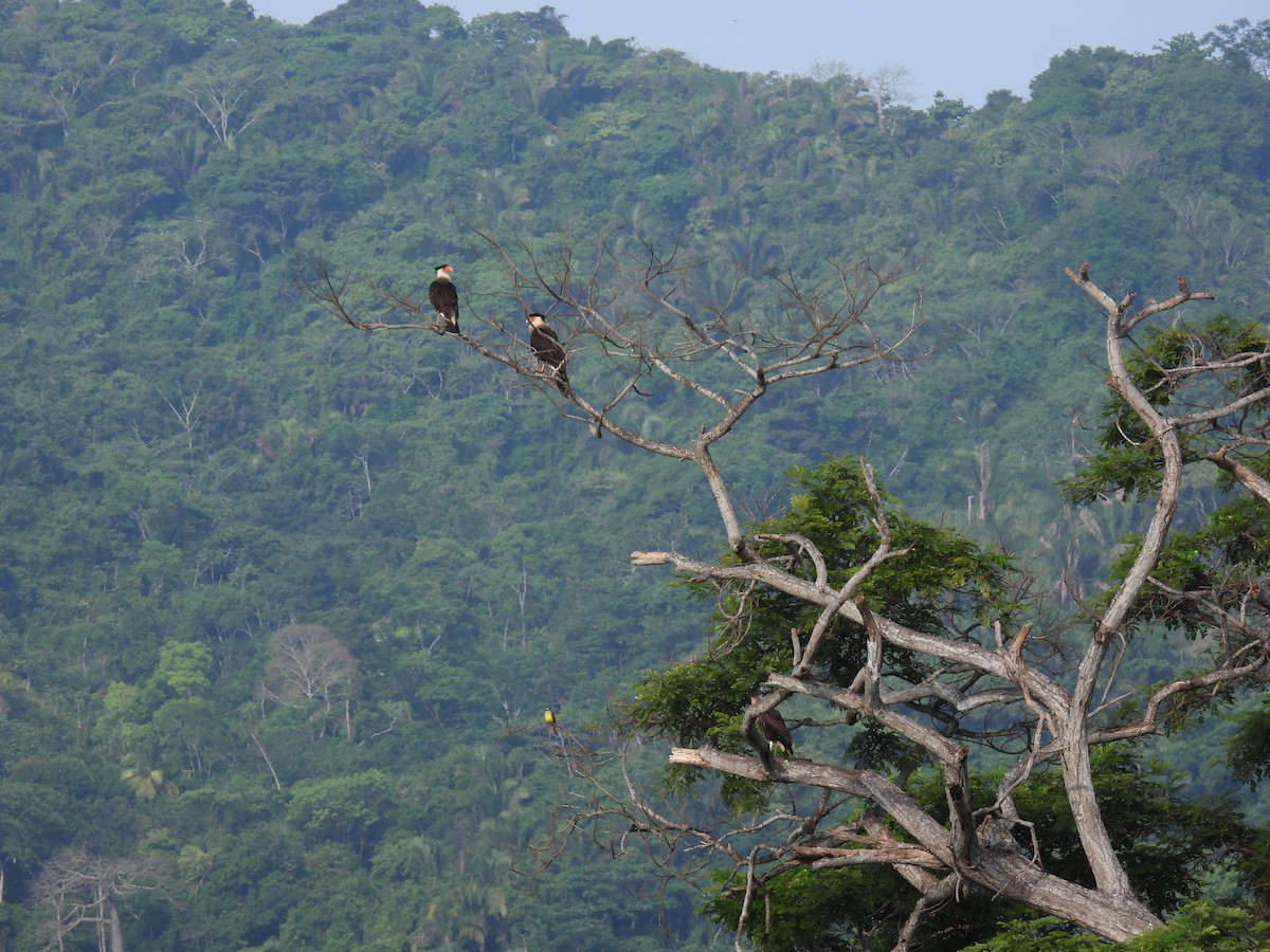 Crested Caracara - Madre Monte