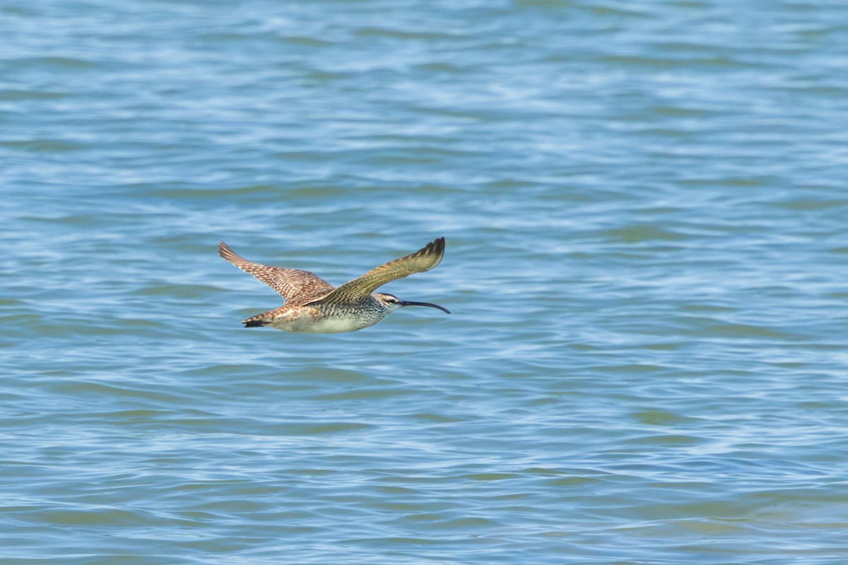 Hudsonian Whimbrel - Brad Reinhardt