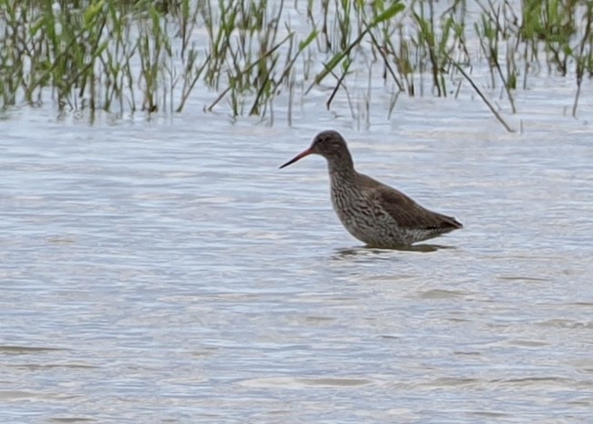 Common Redshank - Cheryl Cooper