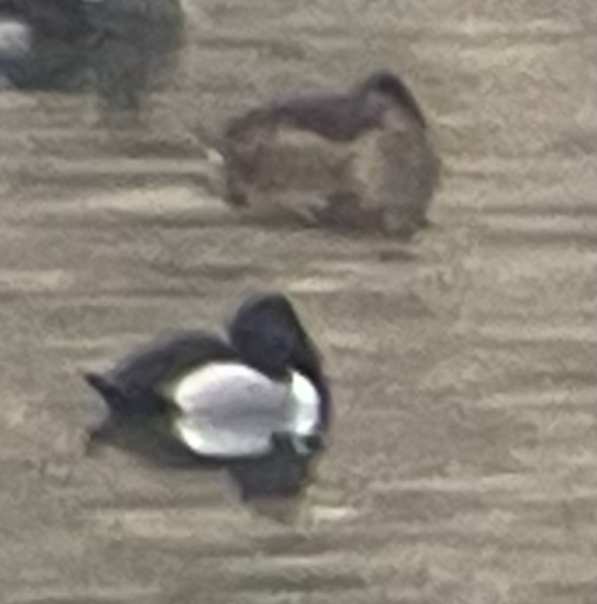 Ring-necked Duck - T. Jay Adams