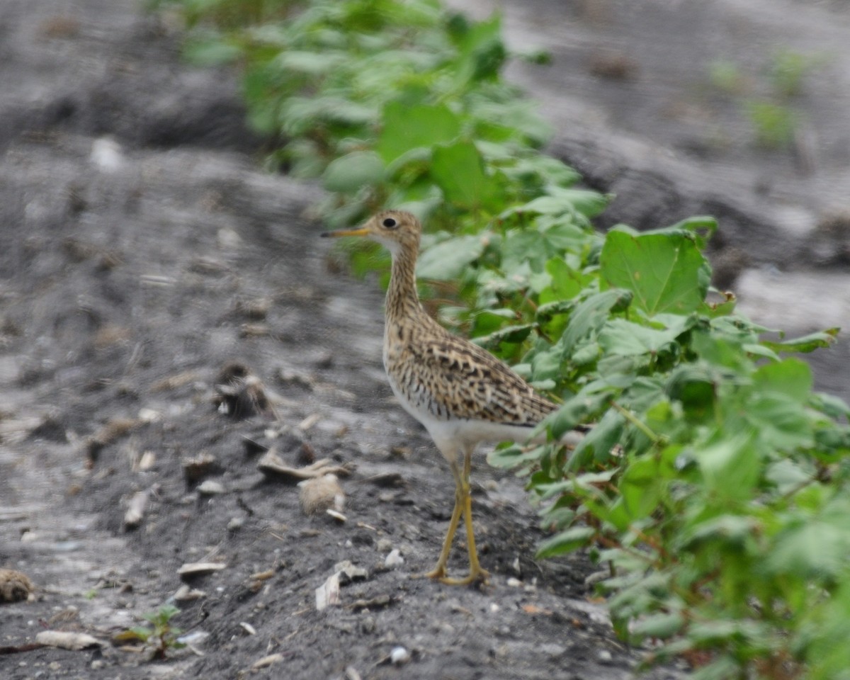 Upland Sandpiper - M Kelly