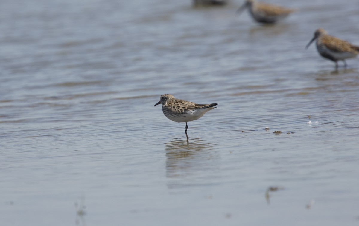 White-rumped Sandpiper - Paul Miller