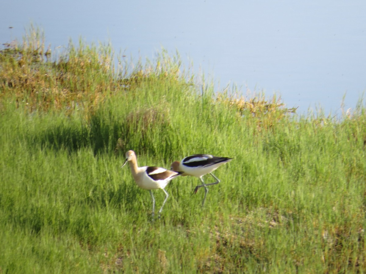 American Avocet - Larry Goodhew