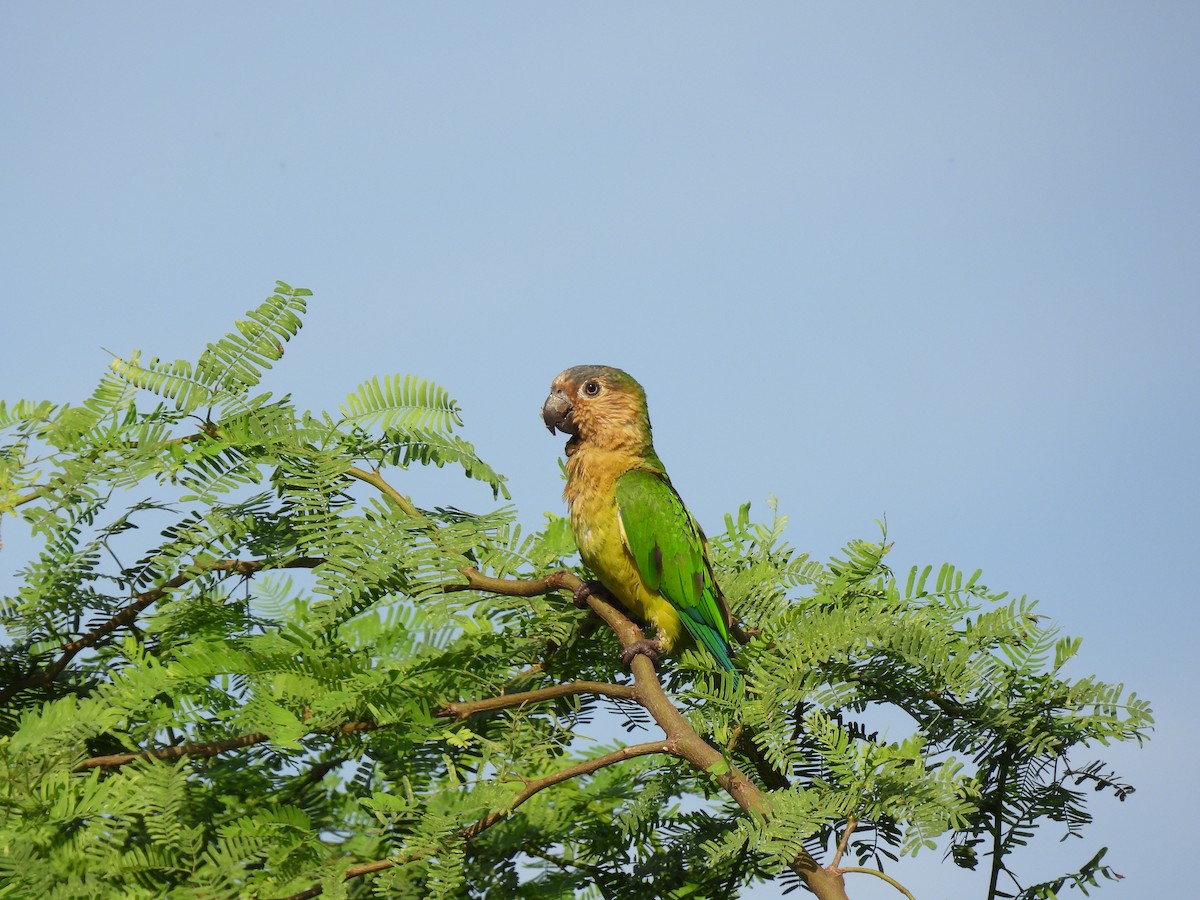 Brown-throated Parakeet - Madre Monte