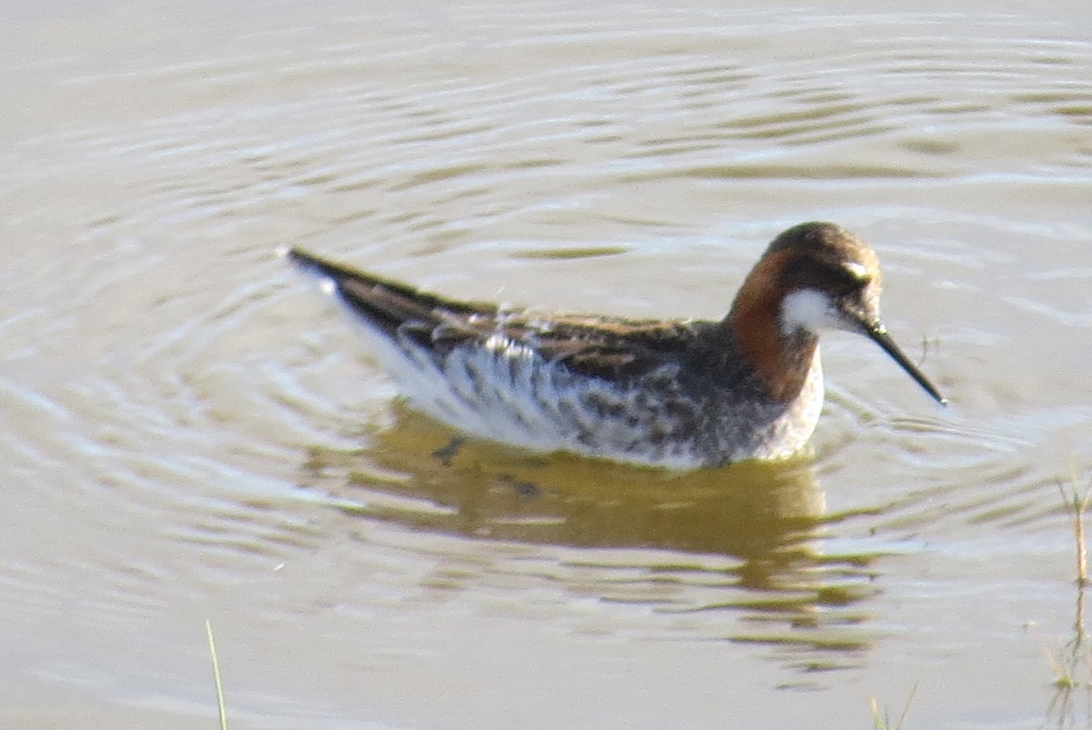 Wilson's Phalarope - Larry Goodhew