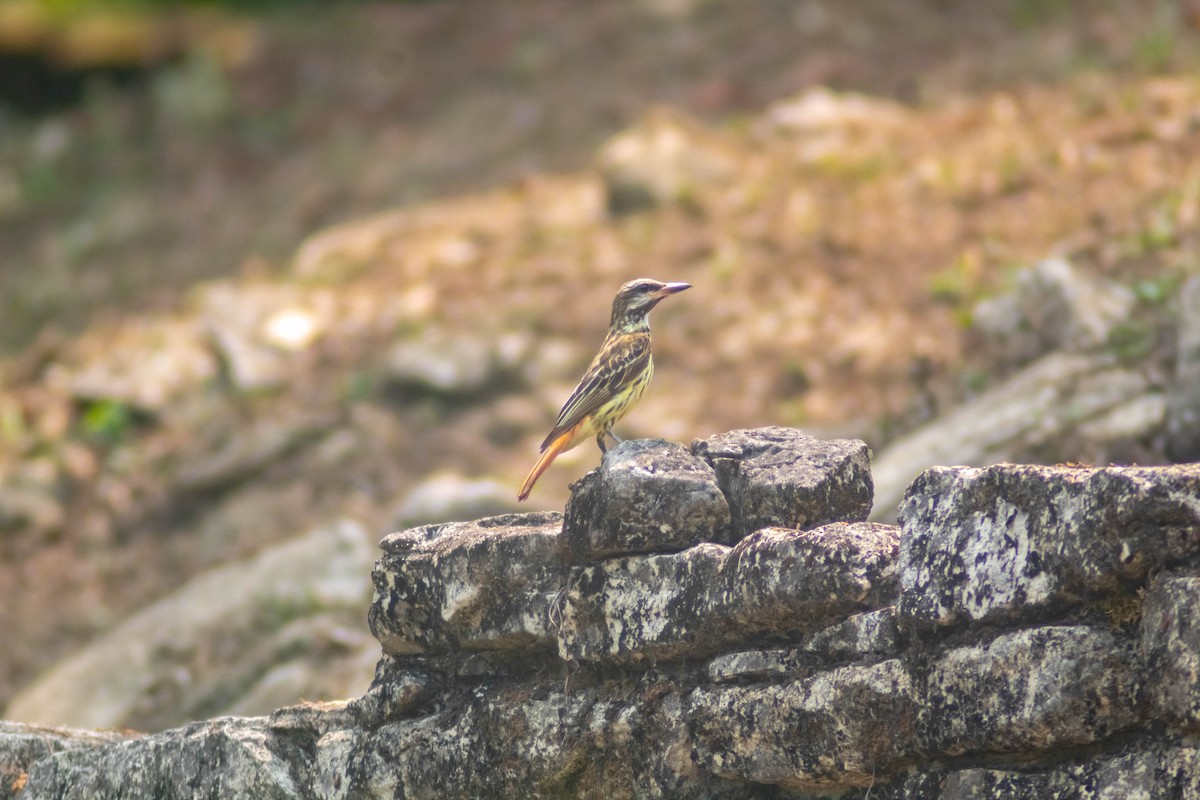 Sulphur-bellied Flycatcher - Manuel de Jesus Hernandez Ancheita