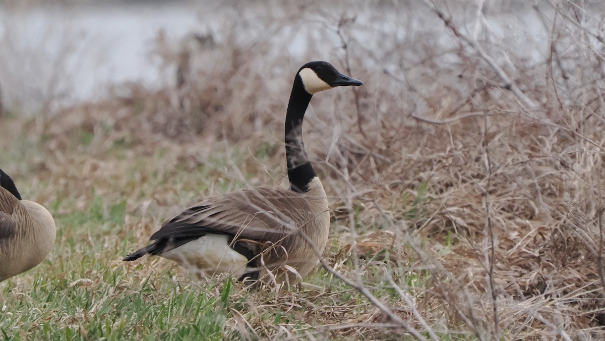 Canada Goose - ML619553170