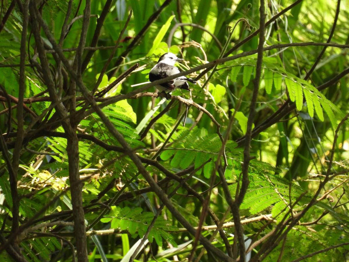 Pied Water-Tyrant - Madre Monte